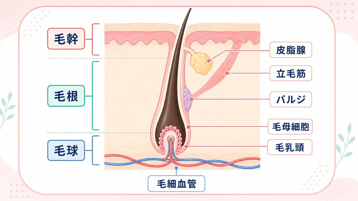 毛周期とは？仕組みをわかりやすい説明で紹介