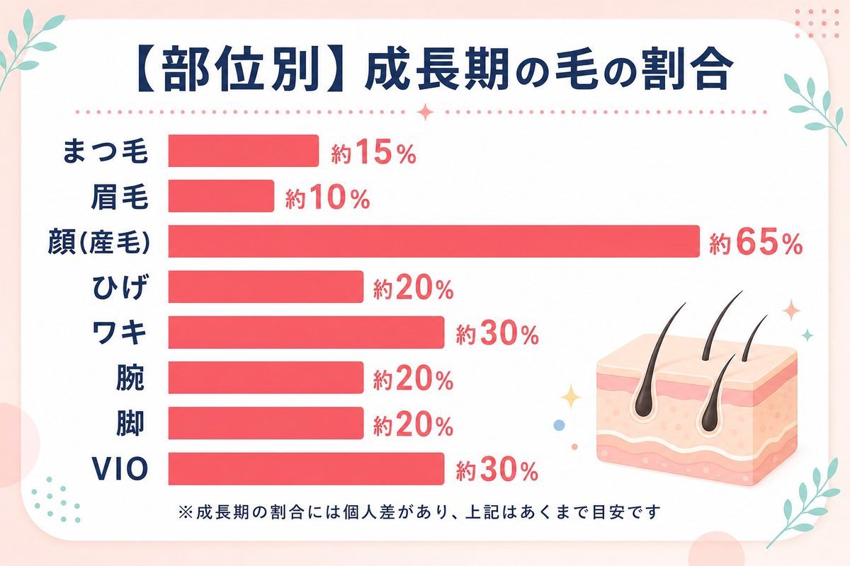 毛周期の成長期の割合を部位別に紹介