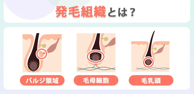 発毛組織