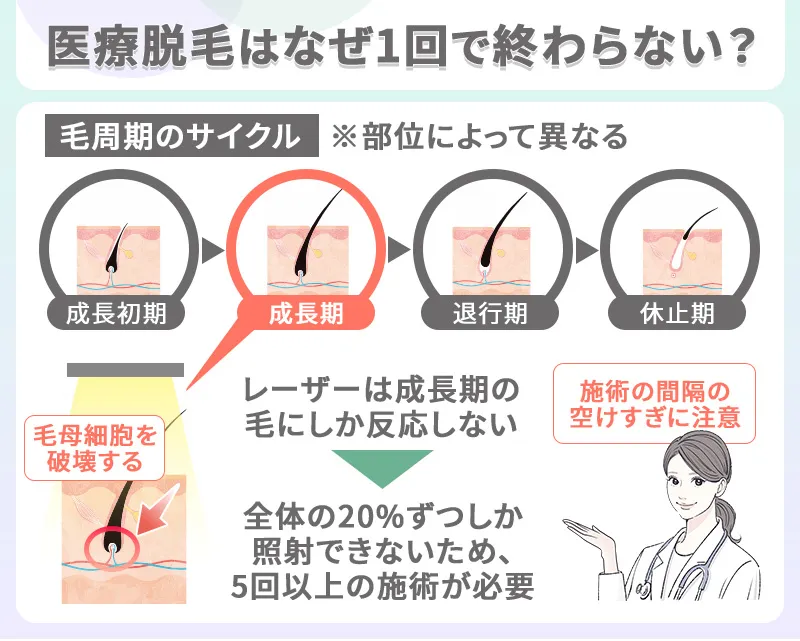 毛周期のサイクル