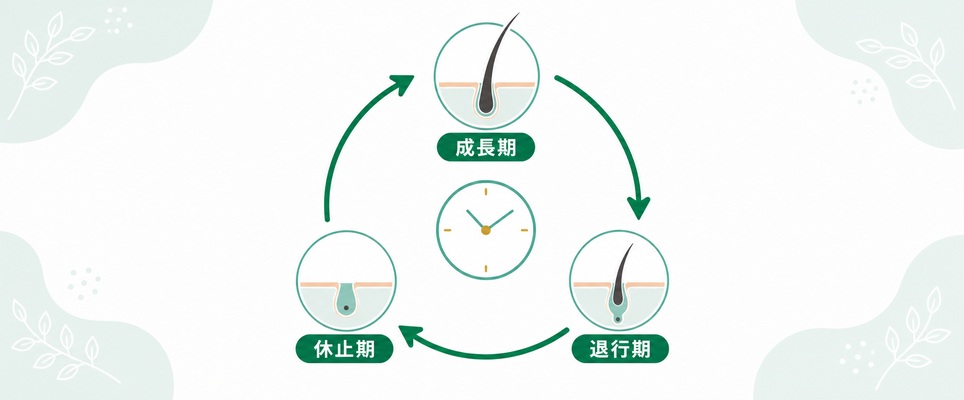 毛周期(成長期・退行期・休止期)のサイクル図