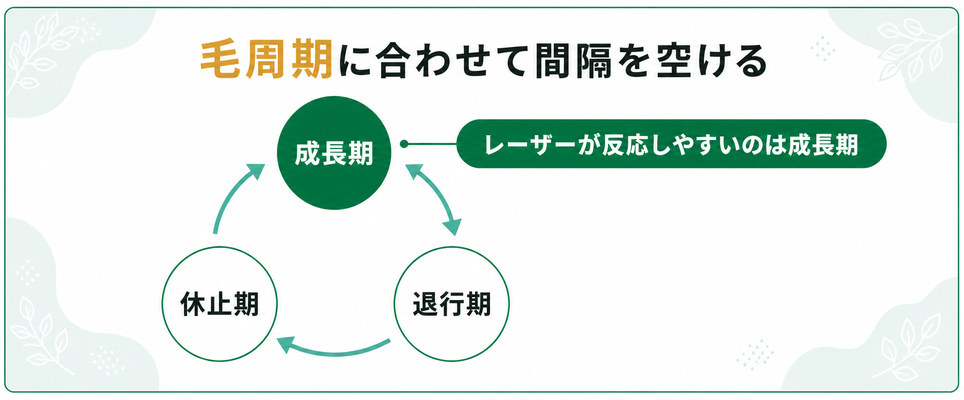 毛周期の3つの時期とレーザーが反応しやすい成長期