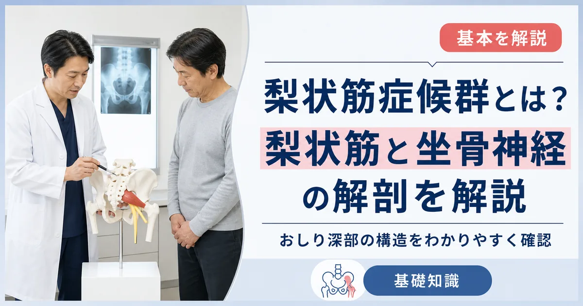 梨状筋症候群とは？梨状筋と坐骨神経の解剖を解説