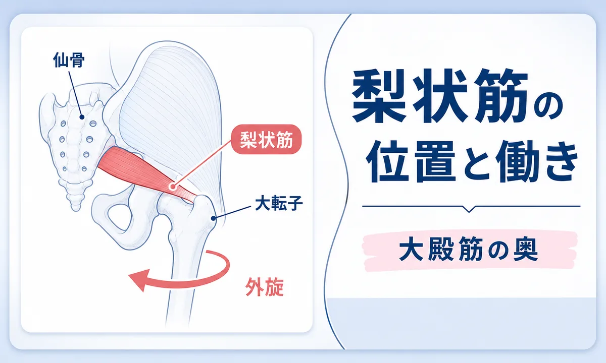 梨状筋症候群とは？梨状筋と坐骨神経の解剖を解説