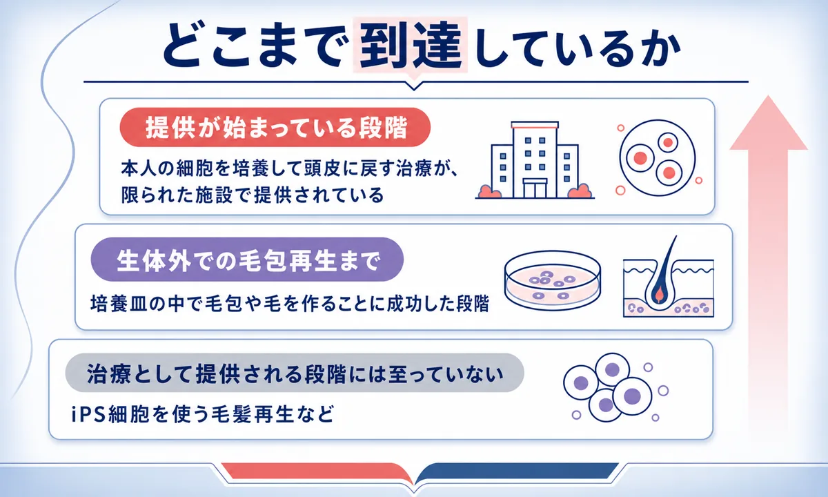提供が始まっている治療、生体外での毛包再生にとどまる研究、提供段階に至っていない技術を到達度で3段に分けた図