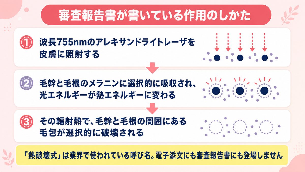 審査報告書が説明する選択的熱作用と輻射熱によって毛包が破壊されるまでの流れを示した図