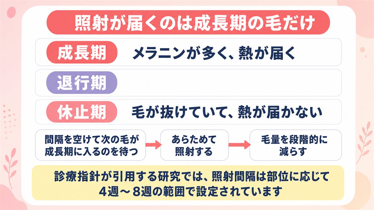 毛周期のうち成長期の毛だけに熱が届くため照射間隔を空ける理由を示した図
