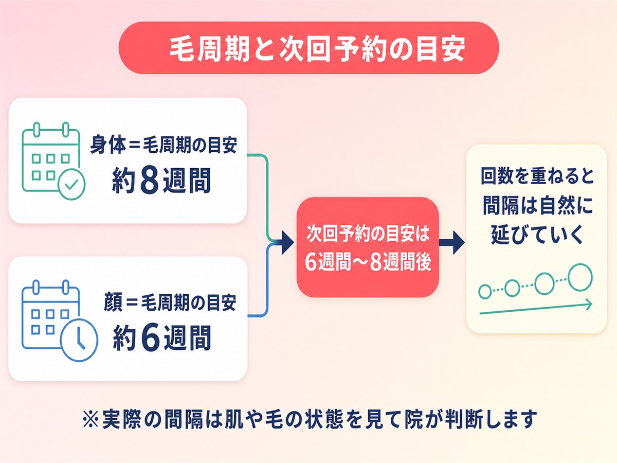 ルシアクリニックの毛周期と次回予約の目安を示す図解