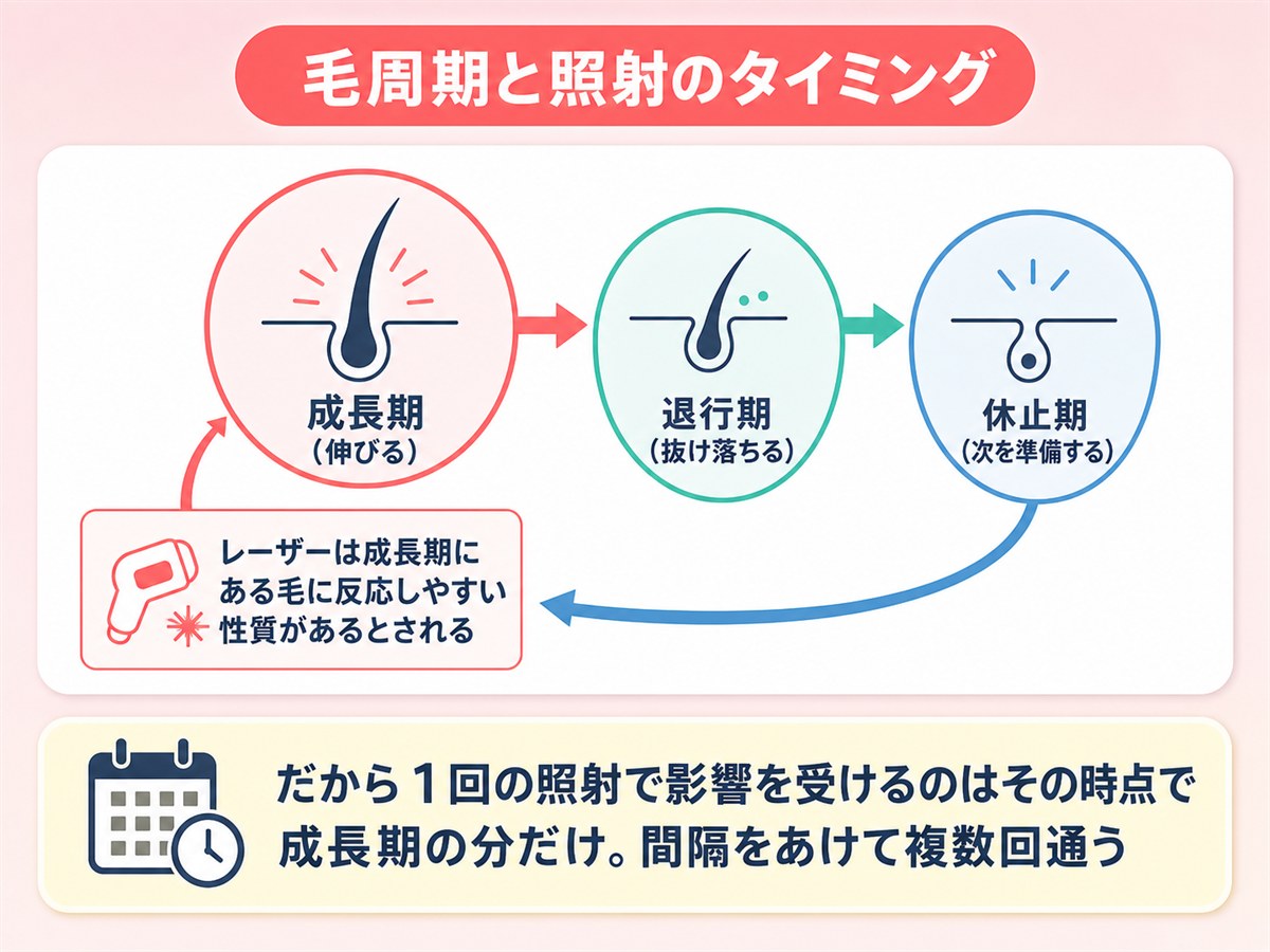 毛周期と医療脱毛の照射のタイミング