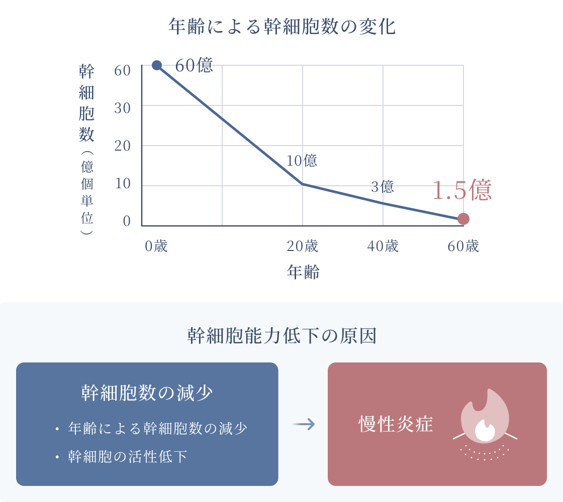 年齢による幹細胞の変化