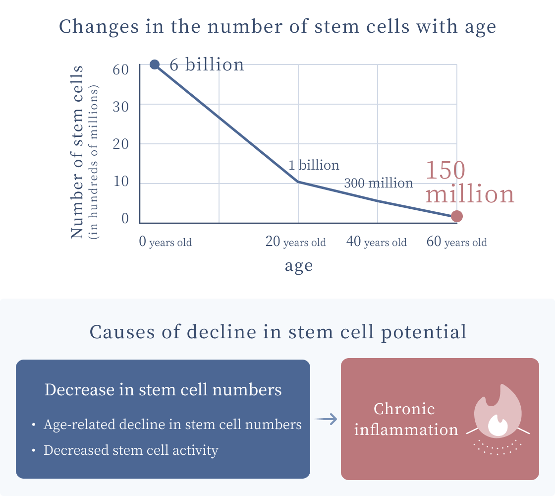 Age-related changes in stem cells