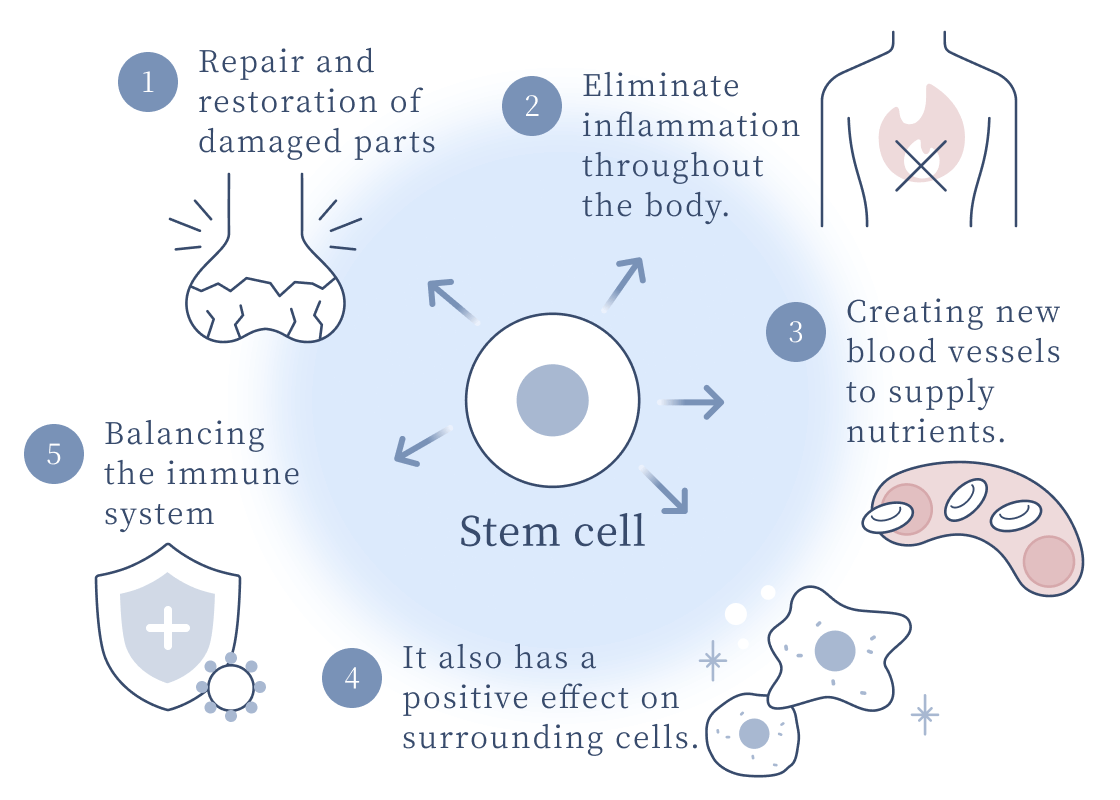 Stem Cell Effects